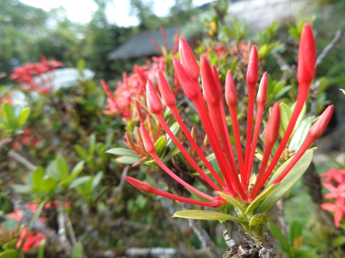 Wisdom Garden Hotel Tena Esterno foto